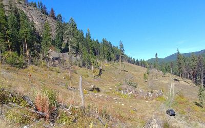 View to the north of clear-cut zone with abundant quartz /carbonate subcrop and float.